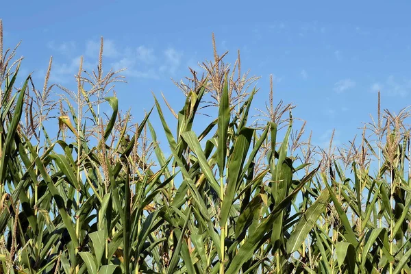 Reeds. field. summer — Stock Photo, Image