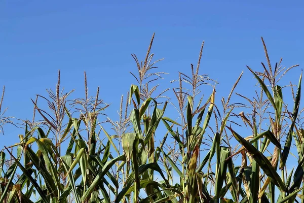 Reeds. field. summer — Stock Photo, Image