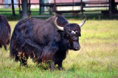 buffalo bir çayır üzerinde otlatma