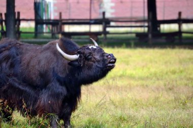 buffalo bir çayır üzerinde otlatma