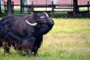 buffalo bir çayır üzerinde otlatma