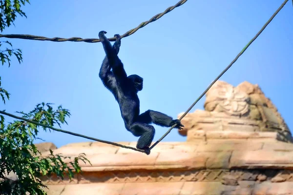 Gibbon de sumatra. ¡Animal! Mamífero — Foto de Stock