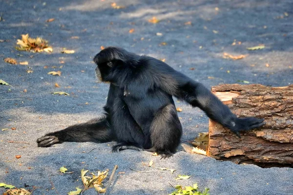 Zoom bioparco Turim Itália. Gibão de Siamang — Fotografia de Stock