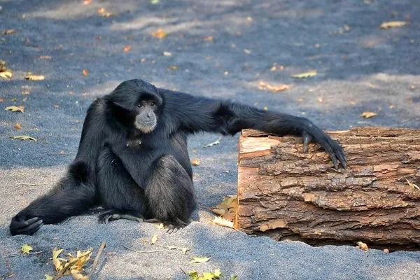 Zoom bioparco Turim Itália. Gibão de Siamang — Fotografia de Stock