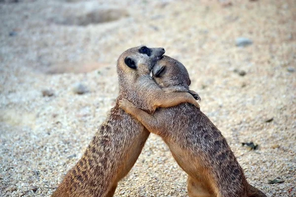 zum bioparco Torino İtalya. Firavun Fareleri mücadele vardır.