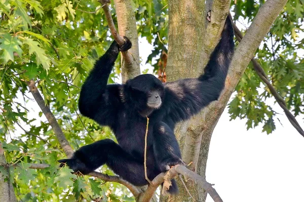 Zoom bioparco Turin Italie. gibbon Siamang — Photo