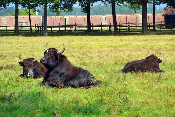 Búfalo pastando em um prado — Fotografia de Stock