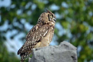 zum bioparco Torino İtalya. yırtıcı kuşlar