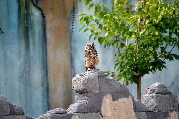 zum bioparco Torino İtalya. yırtıcı kuşlar
