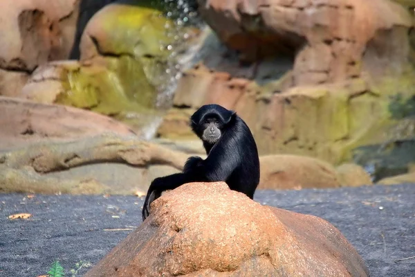 Zoom bioparco Италия. Сиамангский гиббон — стоковое фото