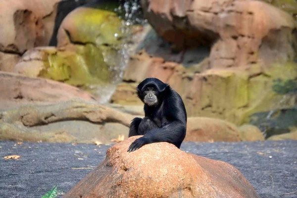 Zoom bioparco Turim Itália. Gibão de Siamang — Fotografia de Stock