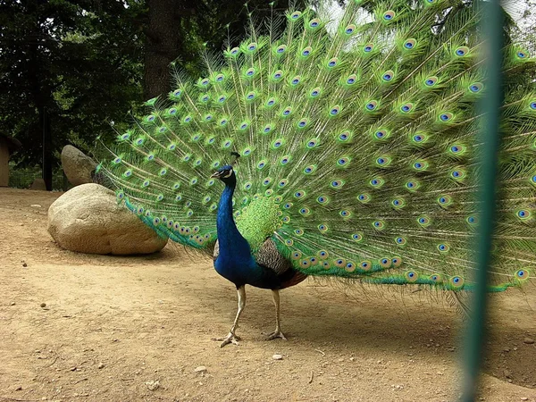 Pavão — Fotografia de Stock