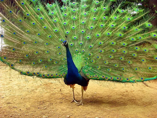 Pavão — Fotografia de Stock