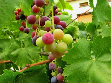 üzüm. yaşıyor. Berry. yaprak. Yaz.