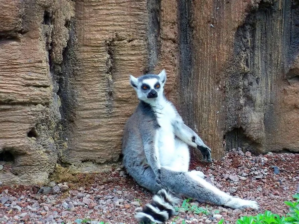 Zoom bioparco. Turin. Italy. lemur. animal. mammal — Stock Photo, Image