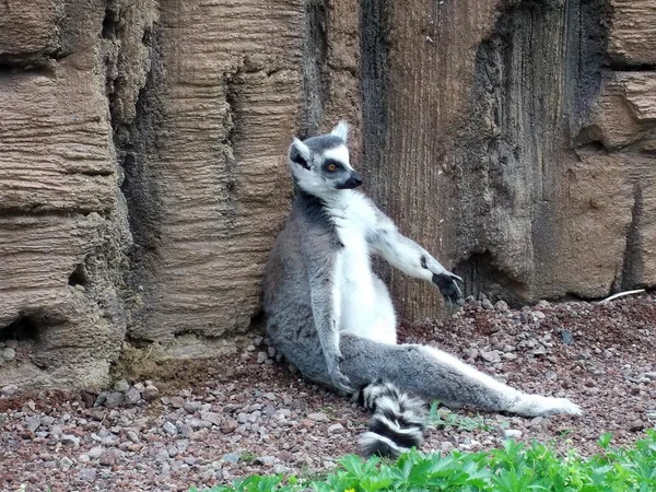 Zoom bioparco. Turín. Itálie. Lemur. zvíře. savec — Stock fotografie