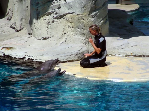 Dolphin. Dolphinarium. trainer. pool. fish. water. — Stock Photo, Image