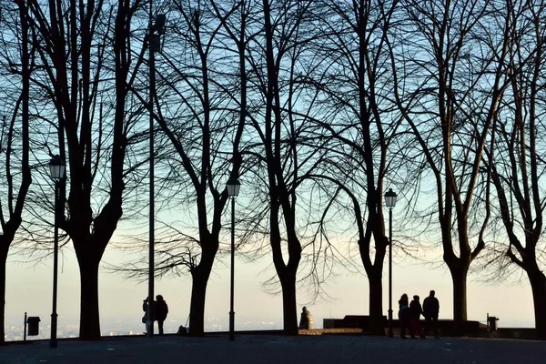 Landscape. trees. backlight. streetlights. lights. evening. winter. of December. people. Outdoor — Stock Photo, Image