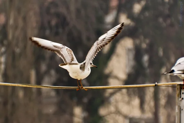 Martılar Nehri yakınında. Kış. kuşlar. Açık??? ?? ?????? ????. ????. ?????. ?? ???????? ???????
