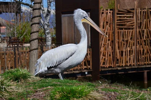 Angry pelican — Stock Photo, Image