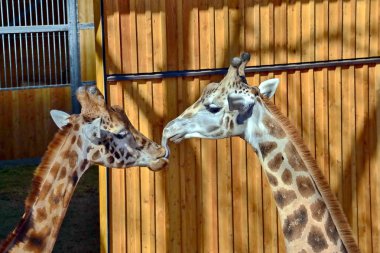 zürafalar. parkta. açık. hayvan