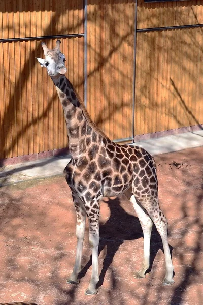 Giraffe. al parco. all'aperto. animale — Foto Stock