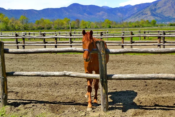 Cavalo. Vermelho. o parque. Ao ar livre. Pessoas. primavera — Fotografia de Stock