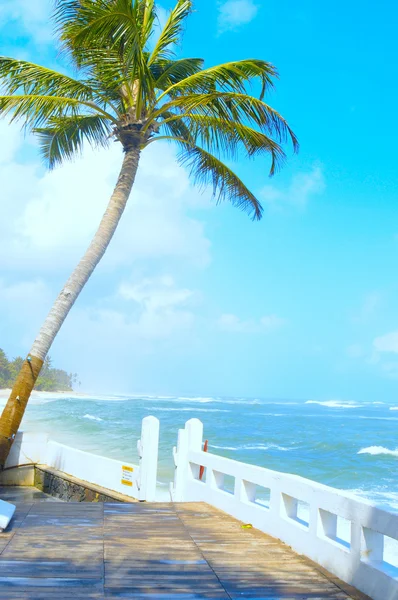 Hindistan cevizi ağacı Hint Okyanusu kıyısında