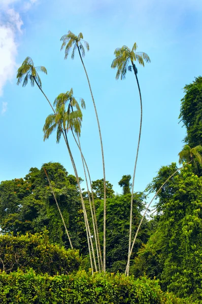 Milli Parkı sinharaja