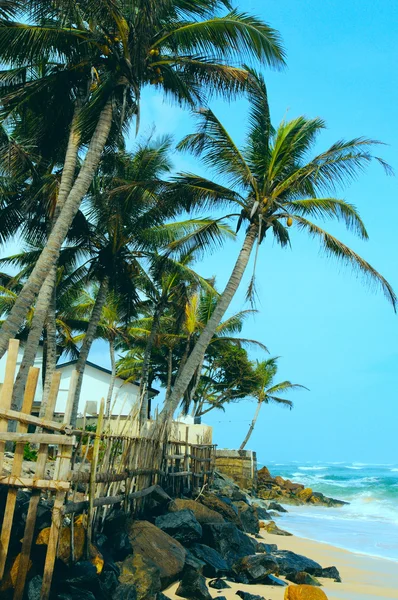 Kokospalmen op de Indische Oceaan Stockfoto