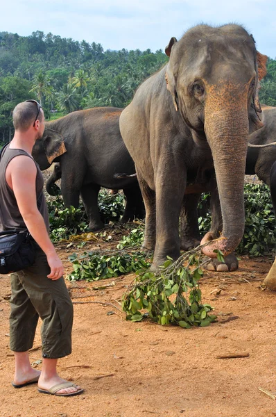 Man in de buurt van olifant Rechtenvrije Stockafbeeldingen