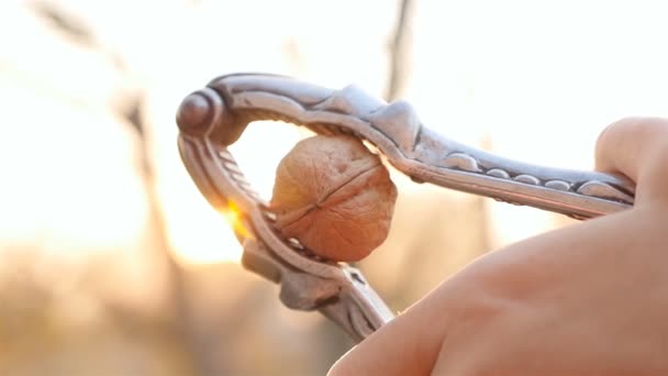 Cracking a walnut with a nutcracker. Close-up. Slow motion — Stock Video