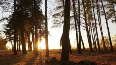 Gün batımında çam ormanında yürüyen genç ve güzel bir kadın resimli doğanın, renkli günbatımının ve temiz havanın tadını çıkarıyor.