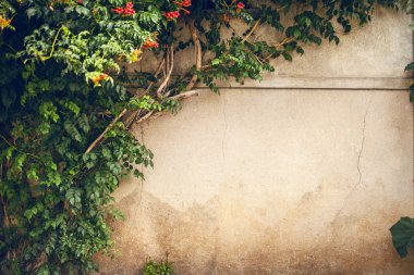 eski duvarda yeşil bitki ve çiçekler