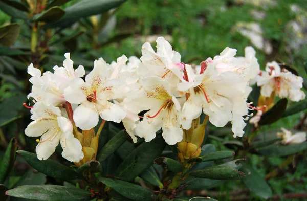 Rododendro Fotografia De Stock