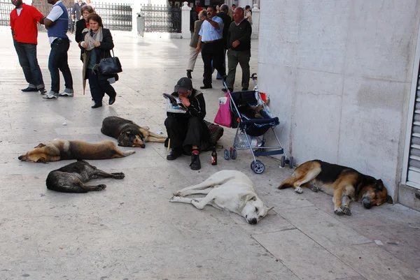 Siesta olan köpekler