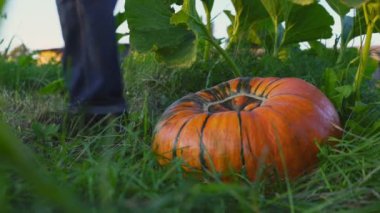 Elinde bıçakla çiftçi Büyük sarı balkabağı kesiyor