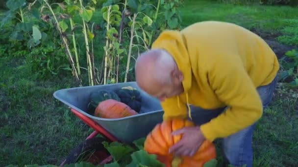 Granjero mayor carretilla con enormes calabazas naranjas y verdes — Vídeos de Stock