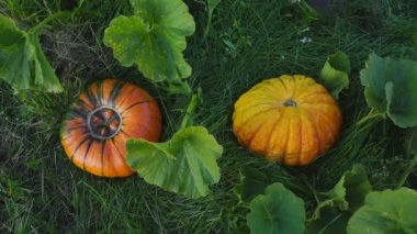 Bahçe yatağında büyüyen iki olgun balkabağı ve bir çiftçi kesiyor..