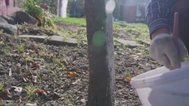 Sonbahar ağaçlarının beyazlatılması, böceklerden ve böceklerden korunma.