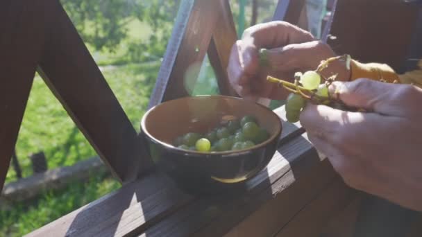 Időskorú mezőgazdasági termelő szedje le a szőlő gyümölcsét a fürtről, és dobja tálba — Stock videók