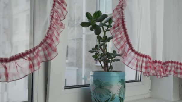 Groene sappige plant met kleine bladeren groeit in blauwe pot — Stockvideo