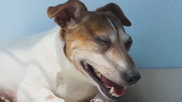 Jack Russell Terrier Bernapas Keras Menutup Dan Membuka Mata Mencoba — Stok Video