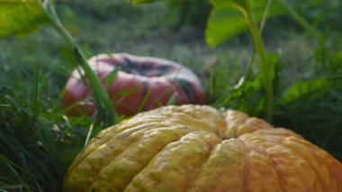 Çiftçi sebze bahçesinden balkabağı getirir ve keser.