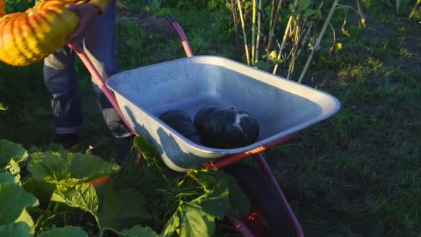 Agricultor recolhe abóboras pesadas em horta — Vídeo de Stock