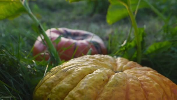 Agricultor corta e transporta abóbora de horta — Vídeo de Stock