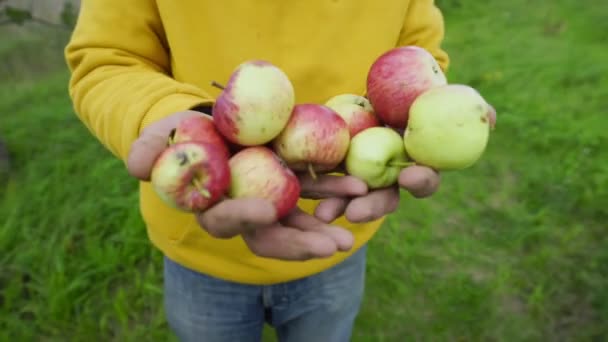 Jablka natažená ke kameře padají z dlaní farmáře — Stock video