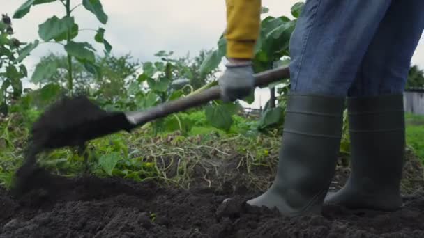 Lastik çizmeli adam sonbahar bahçesinde toprağı kazıyor. — Stok video