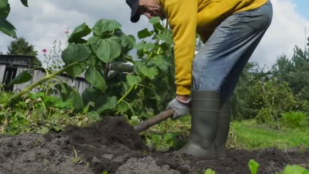 Hombre envejecido cava a través de huerta en medio de la granja — Vídeos de Stock