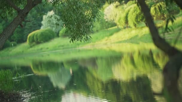 Tranquillo parco lago con alberi verdi e cespugli riflessi — Video Stock